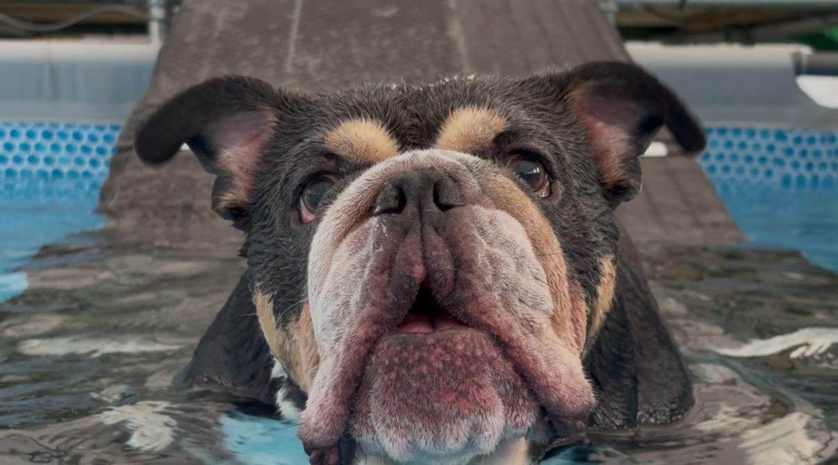 Bulldog in the pool