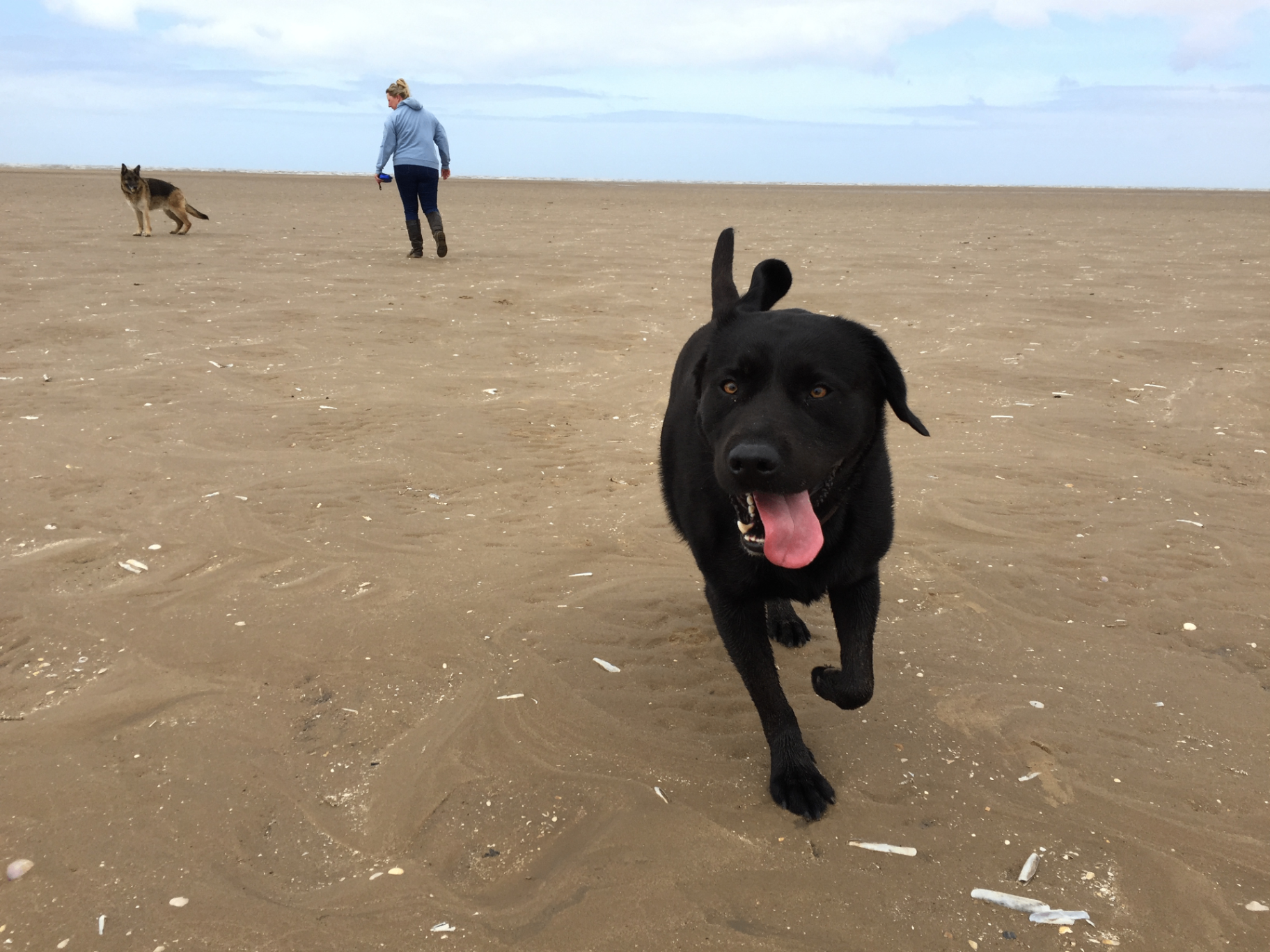 Happy dog running on the beach