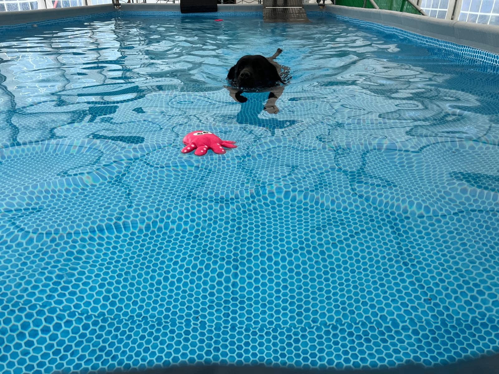 Weighty Woofers Club - dog swimming session at West Lancs K9 Splash