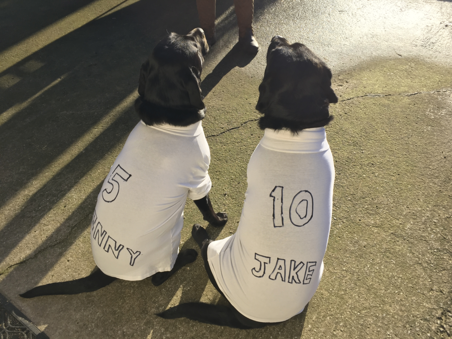 Two dogs wearing personalised jerseys after their swimming session at West Lancs K9 Splash
