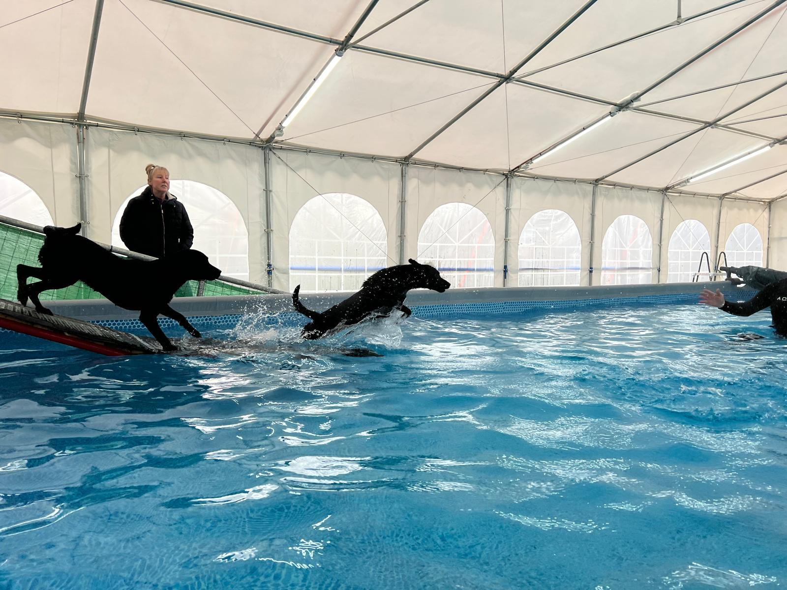 Group Classes - dog swimming session at West Lancs K9 Splash